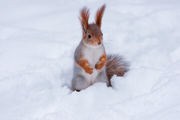 squirrel in snow