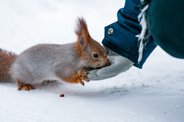 human feeding squirrel in a snow