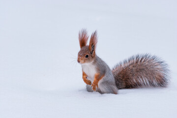 squirrel in snow