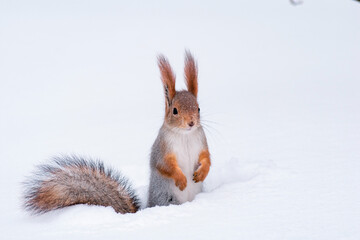 squirrel in snow