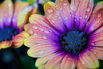 Nahaufnahme einer bunten Blume mit Regentropfen