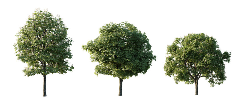 isolated cutout  tree Aesculus-hippocastanum in 3 different model option, daylight, summer season, best use for landscape design, and post pro render