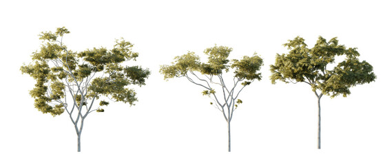 isolated cutout  tree Corymbia aparrerinja in 3 different model option, daylight, summer season, best use for landscape design, and post pro render