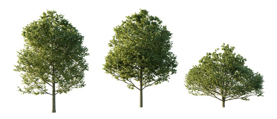 isolated cutout tree Fagus sylvatica in 3 different model option, daylight, summer season, best use for landscape design, and post pro render