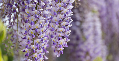 Blooming Wisteria Sinensis with scented classic purple flowersin full bloom in hanging racemes closeup. Garden with wisteria in spring