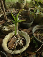 Orchid plant buds begin to take root