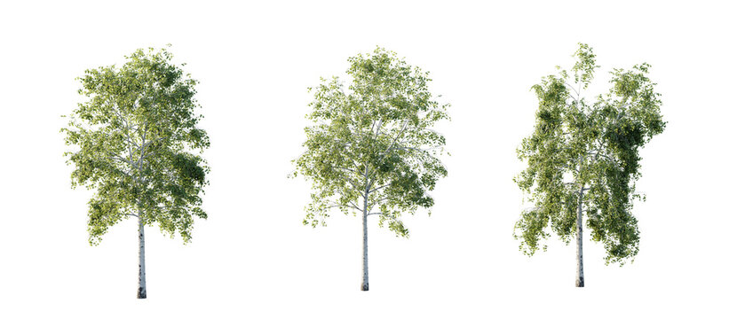 isolated cutout  tree Betula-pendula in 3 different model option, daylight, summer season, best use for landscape design, and post pro render