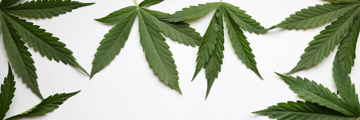 Postcard frame from marijuana leaves background closeup copy space. Drug addiction concept