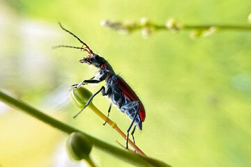 Malachius aeneus, the scarlet malachite beetle, is a species of soft-winged flower beetle in the family Melyridae