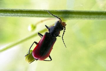 Malachius aeneus, the scarlet malachite beetle, is a species of soft-winged flower beetle in the family Melyridae