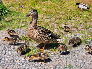 Little ducklings with mom duck in green grass. Breeding season in wild ducks. Duck with chicks. Fluffy ducklings standing next to mother of mallard or wild duck. Beauty in nature.