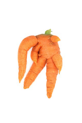 Forked and twisted deformed ugly carrot vegetable on white background. Caused by over watering, too rich soil, small rocks in growing medium or pythium fungal disease.