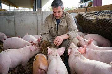 Landwirt hockt bei seinen Schweinen in einer Bewegungsbucht der Haltungsstufe 4, hier werden die Tiere mit Raufutter gefüttert.