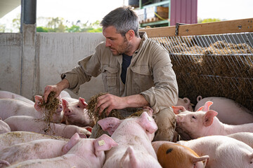 Landwirt hockt bei seinen Schweinen in einer Bewegungsbucht der Haltungsstufe 4, hier werden die...