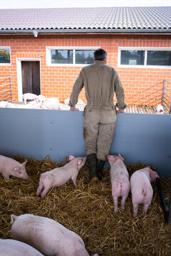 Landwirt schaut nach seinen Schweinen in den Bewegungsbuchten.
