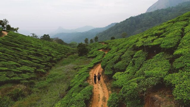 A couple walking into tea plantation in Munnar, Kerala - South India