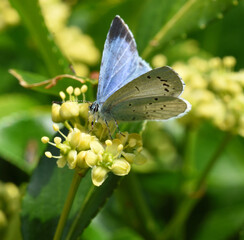Holly Blue Butterfly on yellow flower