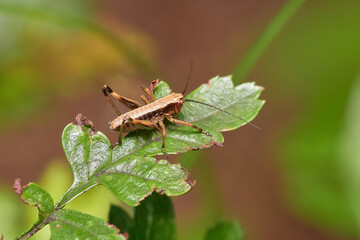 Little brown grasshopper sits on wild plant, Danubain wetland, Slovakia