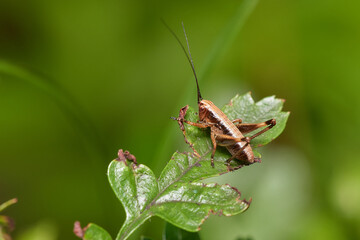 Little brown grasshopper sits on wild plant, Danubain wetland, Slovakia