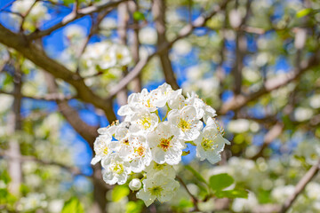 tree blossom