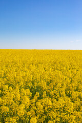 rapeseed field