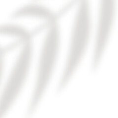 Shadow from tropical big leaf. Tropical leaves silhouette in defocus. Mocap template design