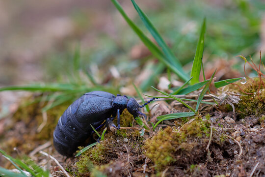 Close-up of violet oil beetle,, Meloe violaceus,, in its natural environment, Carpathian forest, Slovakia