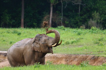 Obraz premium Elephant in habitat