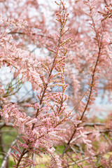 pink tree
