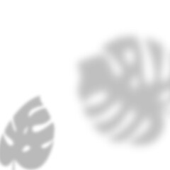 Shadow from tropical monstera leaves. Tropical leaves silhouette in defocus. Mocap template design