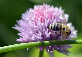 Biene auf einer Schnittlauchblüte