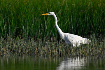 Great egret // Silberreiher (Ardea alba) - Greece