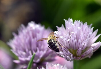 Biene auf einer Schnittlauchblüte