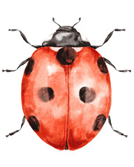 Red ladybug insect isolated on transparent background.