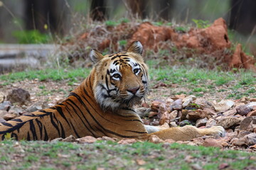 Fototapeta na wymiar Tiger in jungle