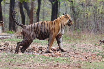 Tiger in jungle