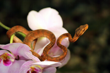 Corallus hortulana or Corallus enydris, a young snake on a blooming orchid with a dark background. Young boa snake on a plant.