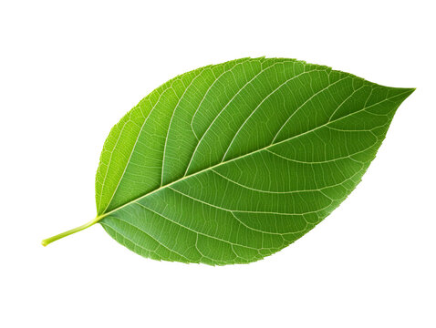 Green leaf isolated on transparent or white background, png