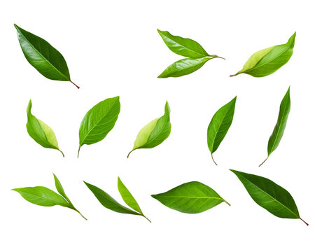 Collection of green tea leaves isolated on transparent or white background, png