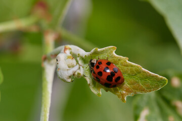 Amazing ladybird in its natural environment in early spring, Danubian wetland, Slovakia