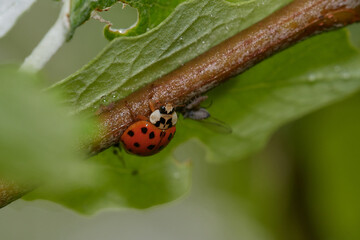 Amazing ladybird in its natural environment in early spring, Danubian wetland, Slovakia