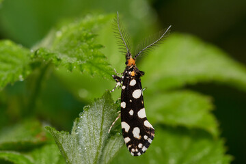 Close-up of night butterfly in its natural environment, carpathian forest, Slovakia
