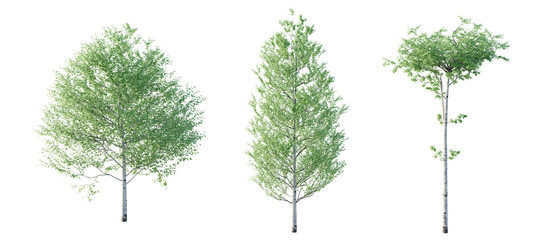 isolated cutout  tree Populus tremuloides in 3 different model option, daylight, summer season, best use for landscape design, and post pro render