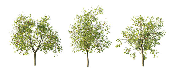 Obraz premium isolated cutout tree Malus Domestica in 3 different model option, daylight, summer season, best use for landscape design, and post pro render