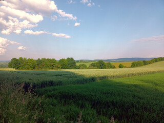 Obraz premium Idyllische Natur im Hunsrück im Frühsommer: Feld mit Bäumen im Hintergrund vor blauem Himmel mit weißen Wölkchen bei Dill, nähe Kirchberg auf dem Premium-Wanderweg Traumschleife Diller Burgpfad.