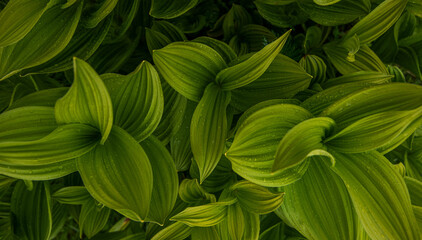 A close-up view of nature against a background of green leaves. Nature concept, tropical leaf .Abstract green leaves nature texture background.