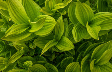 A close-up view of nature against a background of green leaves. Nature concept, tropical leaf .Abstract green leaves nature texture background.