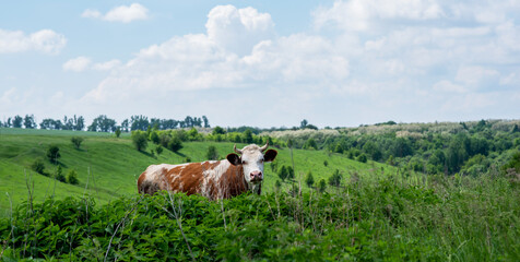 Fototapeta na wymiar A cow in a summer meadow. Rural landscape with green field and blue sky.