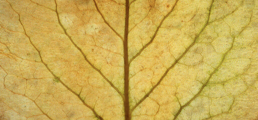 Obraz premium Close-up leaf. Macro photography. Leaf veins texture.