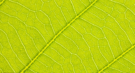 Close-up leaf. Macro photography. Green leaf veins texture.